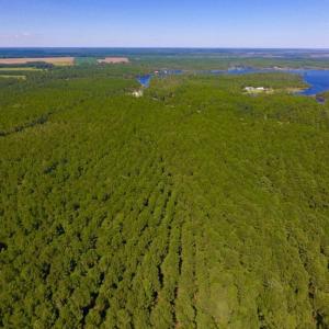 Photo of UNDER CONTRACT!  65 ac of Timber and Hunting Land For Sale in Pamlico County, NC!
