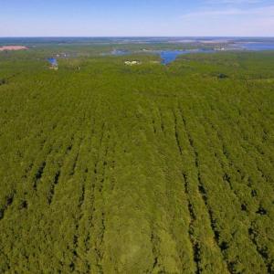 Photo of UNDER CONTRACT!  65 ac of Timber and Hunting Land For Sale in Pamlico County, NC!