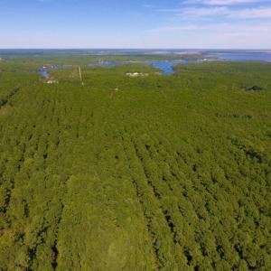 Photo of UNDER CONTRACT!  65 ac of Timber and Hunting Land For Sale in Pamlico County, NC!