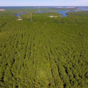 Photo of UNDER CONTRACT!  65 ac of Timber and Hunting Land For Sale in Pamlico County, NC!