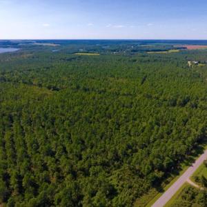 Photo of UNDER CONTRACT!  65 ac of Timber and Hunting Land For Sale in Pamlico County, NC!