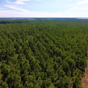 Photo of UNDER CONTRACT!  65 ac of Timber and Hunting Land For Sale in Pamlico County, NC!