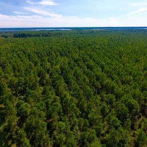 Photo of UNDER CONTRACT!  65 ac of Timber and Hunting Land For Sale in Pamlico County, NC!