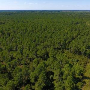 Photo of UNDER CONTRACT!  65 ac of Timber and Hunting Land For Sale in Pamlico County, NC!