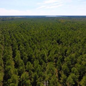 Photo of UNDER CONTRACT!  65 ac of Timber and Hunting Land For Sale in Pamlico County, NC!