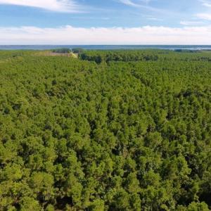 Photo of UNDER CONTRACT!  65 ac of Timber and Hunting Land For Sale in Pamlico County, NC!