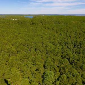 Photo of UNDER CONTRACT!  65 ac of Timber and Hunting Land For Sale in Pamlico County, NC!