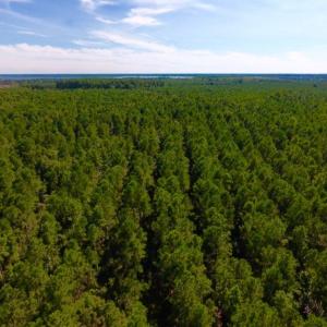 Photo of UNDER CONTRACT!  65 ac of Timber and Hunting Land For Sale in Pamlico County, NC!