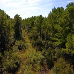 Photo of UNDER CONTRACT!  65 ac of Timber and Hunting Land For Sale in Pamlico County, NC!