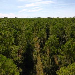 Photo of UNDER CONTRACT!  65 ac of Timber and Hunting Land For Sale in Pamlico County, NC!