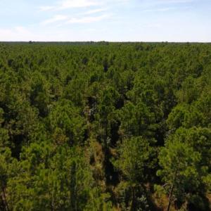 Photo of UNDER CONTRACT!  65 ac of Timber and Hunting Land For Sale in Pamlico County, NC!