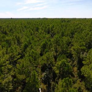 Photo of UNDER CONTRACT!  65 ac of Timber and Hunting Land For Sale in Pamlico County, NC!