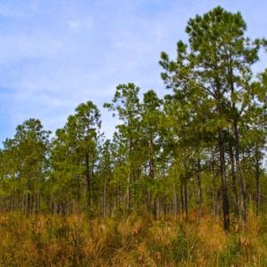 Photo of UNDER CONTRACT!  65 ac of Timber and Hunting Land For Sale in Pamlico County, NC!