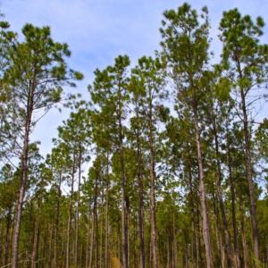 Photo of UNDER CONTRACT!  65 ac of Timber and Hunting Land For Sale in Pamlico County, NC!