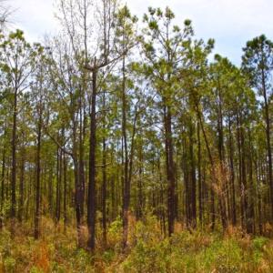 Photo of UNDER CONTRACT!  65 ac of Timber and Hunting Land For Sale in Pamlico County, NC!