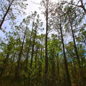 Photo of UNDER CONTRACT!  65 ac of Timber and Hunting Land For Sale in Pamlico County, NC!