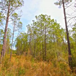 Photo of UNDER CONTRACT!  65 ac of Timber and Hunting Land For Sale in Pamlico County, NC!