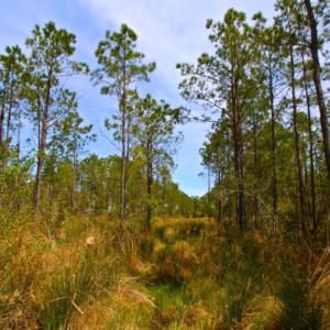 Photo of UNDER CONTRACT!  65 ac of Timber and Hunting Land For Sale in Pamlico County, NC!