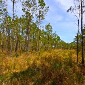 Photo of UNDER CONTRACT!  65 ac of Timber and Hunting Land For Sale in Pamlico County, NC!
