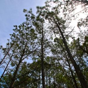 Photo of UNDER CONTRACT!  65 ac of Timber and Hunting Land For Sale in Pamlico County, NC!