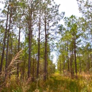 Photo of UNDER CONTRACT!  65 ac of Timber and Hunting Land For Sale in Pamlico County, NC!