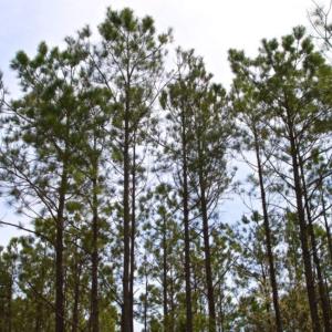 Photo of UNDER CONTRACT!  65 ac of Timber and Hunting Land For Sale in Pamlico County, NC!