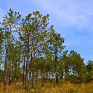 Photo of UNDER CONTRACT!  65 ac of Timber and Hunting Land For Sale in Pamlico County, NC!