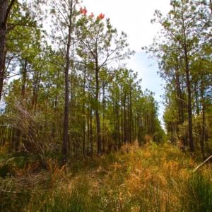 Photo of UNDER CONTRACT!  65 ac of Timber and Hunting Land For Sale in Pamlico County, NC!