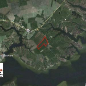 Photo of UNDER CONTRACT!  65 ac of Timber and Hunting Land For Sale in Pamlico County, NC!