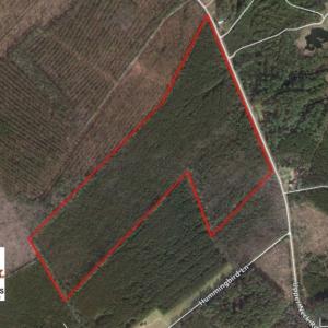 Photo of UNDER CONTRACT!  65 ac of Timber and Hunting Land For Sale in Pamlico County, NC!