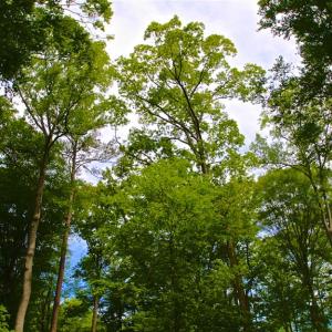 Photo of SOLD!!  300 ac Riverfront Development Land for Sale in Bertie County, NC!