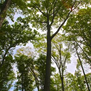 Photo of SOLD!!  300 ac Riverfront Development Land for Sale in Bertie County, NC!