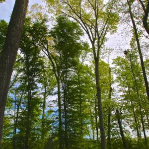 Photo of SOLD!!  300 ac Riverfront Development Land for Sale in Bertie County, NC!