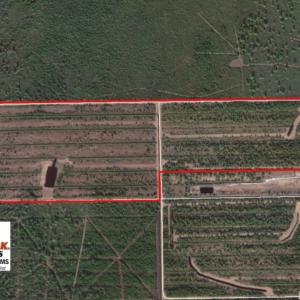 Photo of UNDER CONTRACT!  136 ac Hunting Land for Sale in Pamlico County NC!