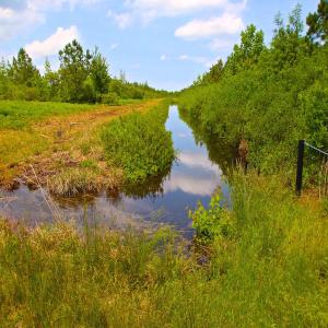 Photo of UNDER CONTRACT!  136 ac Hunting Land for Sale in Pamlico County NC!