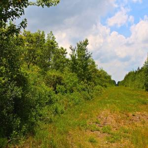 Photo of UNDER CONTRACT!  136 ac Hunting Land for Sale in Pamlico County NC!