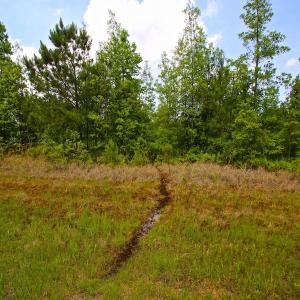 Photo of UNDER CONTRACT!  136 ac Hunting Land for Sale in Pamlico County NC!