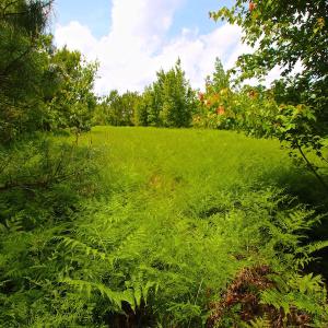 Photo of UNDER CONTRACT!  136 ac Hunting Land for Sale in Pamlico County NC!