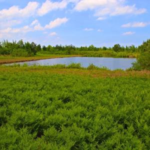 Photo of UNDER CONTRACT!  136 ac Hunting Land for Sale in Pamlico County NC!
