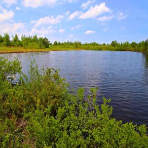 Photo of UNDER CONTRACT!  136 ac Hunting Land for Sale in Pamlico County NC!