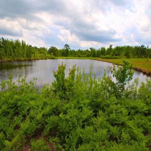Photo of UNDER CONTRACT!  136 ac Hunting Land for Sale in Pamlico County NC!