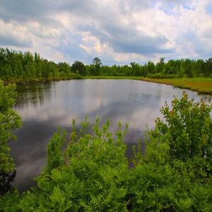 Photo of UNDER CONTRACT!  136 ac Hunting Land for Sale in Pamlico County NC!