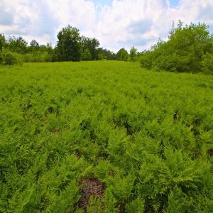 Photo of UNDER CONTRACT!  136 ac Hunting Land for Sale in Pamlico County NC!