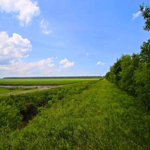 Photo of UNDER CONTRACT!  136 ac Hunting Land for Sale in Pamlico County NC!