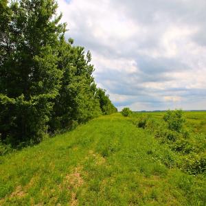 Photo of UNDER CONTRACT!  136 ac Hunting Land for Sale in Pamlico County NC!