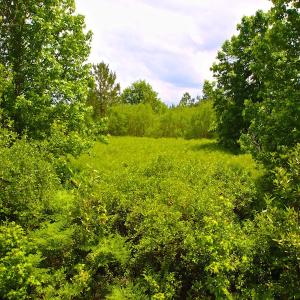 Photo of UNDER CONTRACT!  136 ac Hunting Land for Sale in Pamlico County NC!