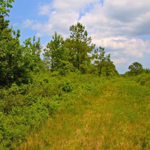 Photo of UNDER CONTRACT!  136 ac Hunting Land for Sale in Pamlico County NC!