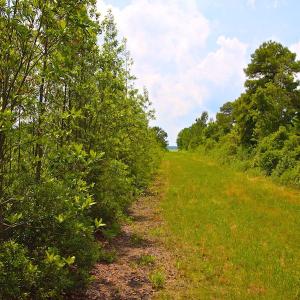 Photo of UNDER CONTRACT!  136 ac Hunting Land for Sale in Pamlico County NC!