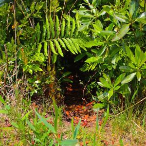 Photo of UNDER CONTRACT!  136 ac Hunting Land for Sale in Pamlico County NC!