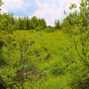 Photo of UNDER CONTRACT!  136 ac Hunting Land for Sale in Pamlico County NC!